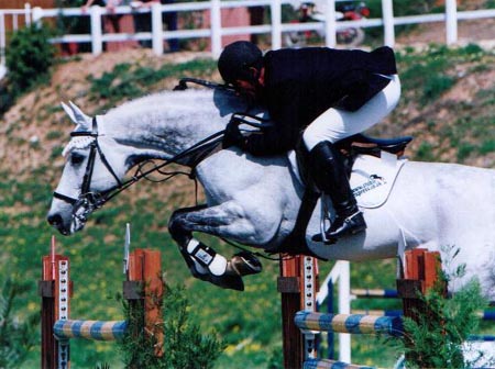 Showjumping Stallions